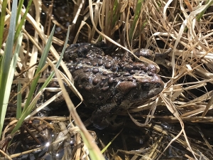 A brown, bumpy toad sits among dry grass and shallow water, partially camouflaged by its surroundings.